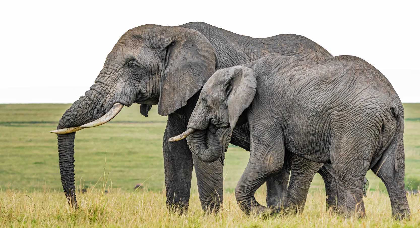Elephant