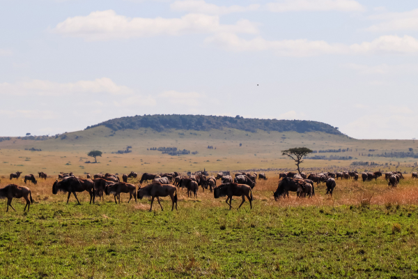 Great Migration Serengeti 2026