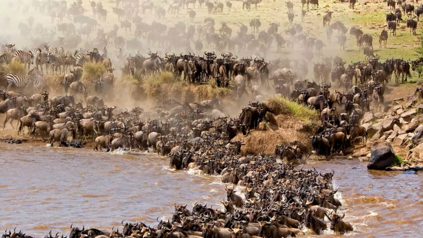 the Great Wildebeest Migration