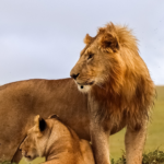 Male lion serengeti