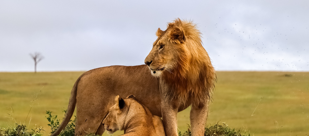 Male lion serengeti Male lion serengeti