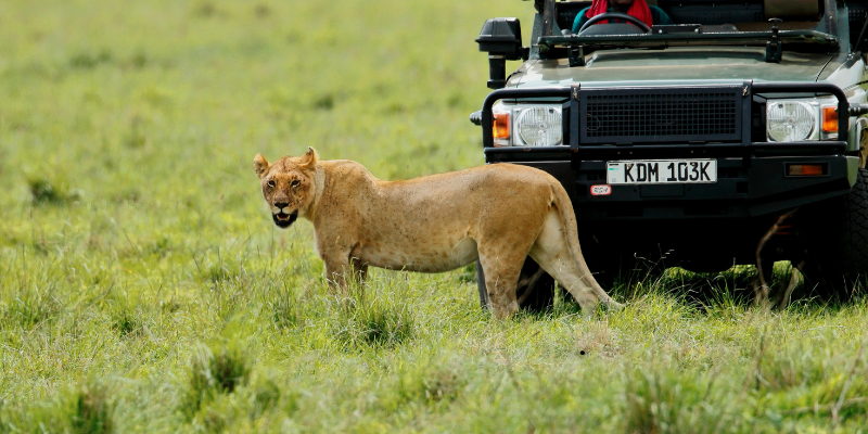 Lion