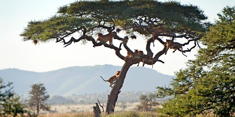 Tourists enjoying a Tanzania safari game drive