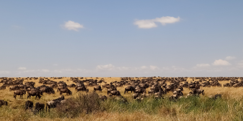 Wildebeest migration in Serengeti Tanzania