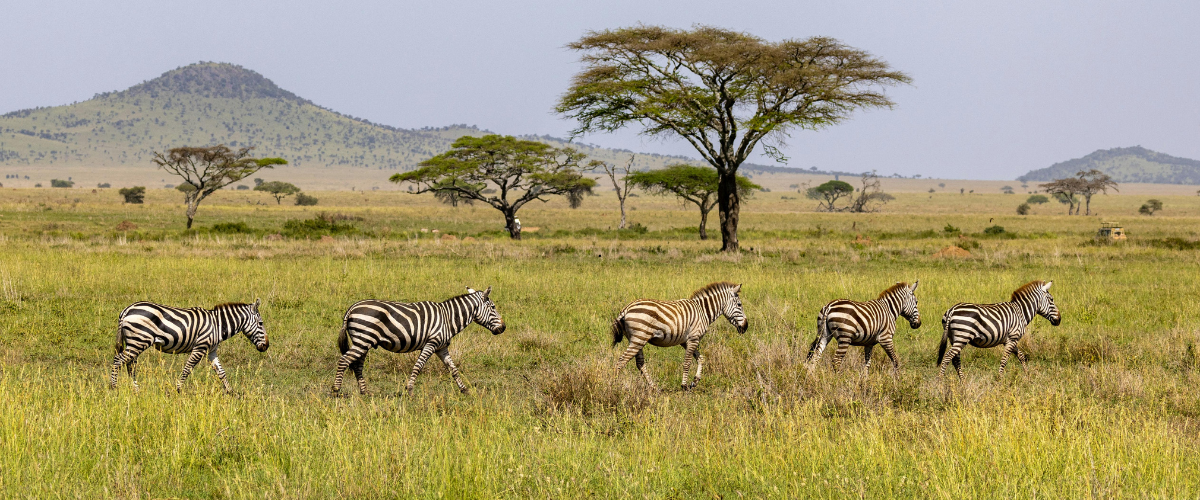 Endless plains of the Serengeti in Tanzania