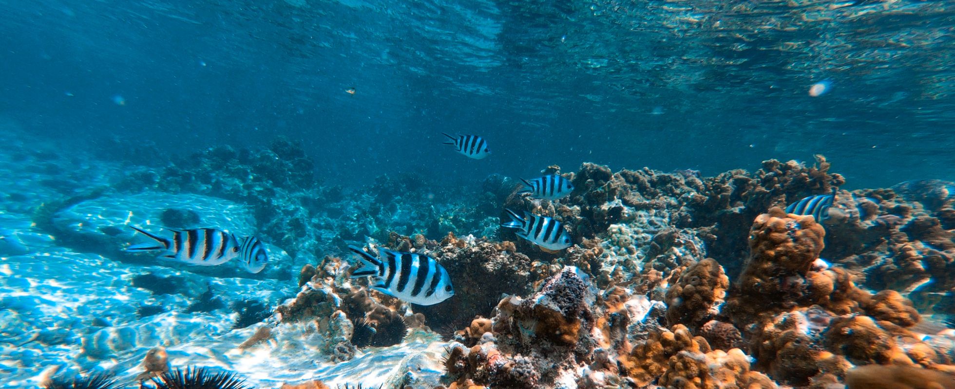 Underwater or boat view of Mnemba Atoll reef, clear water and coral